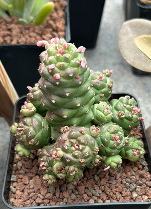Euphorbia ritchiei subsp. nyambensis