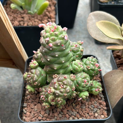Euphorbia ritchei subsp. nyambensis