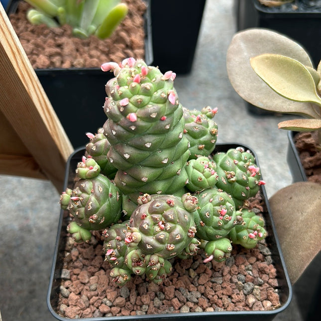 Euphorbia ritchiei subsp. nyambensis