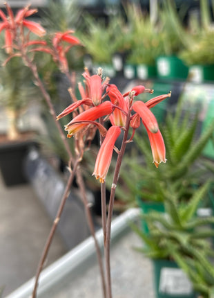 Aloe 'Mintstreifen'