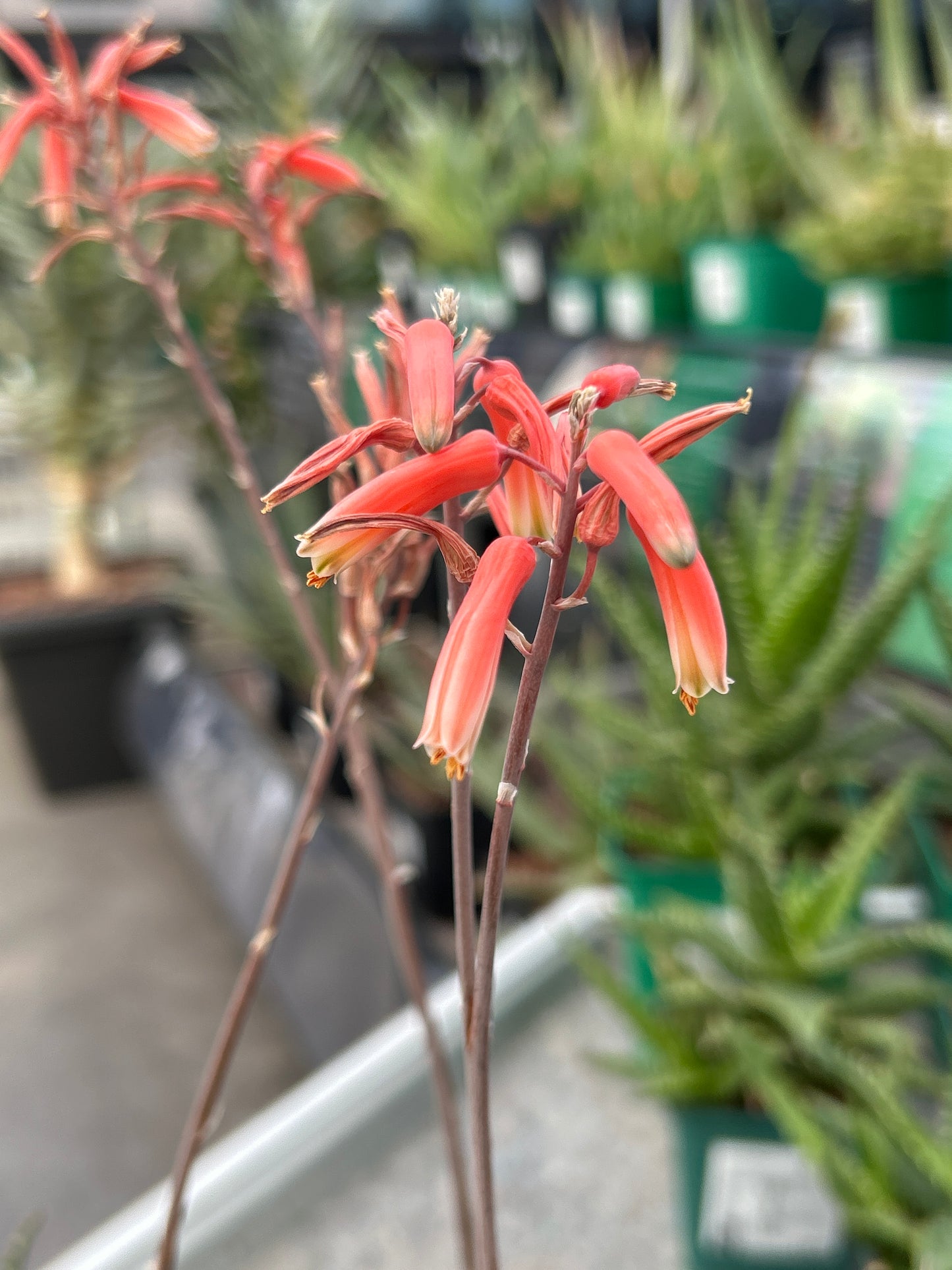 Aloe ‘Mint stripes’