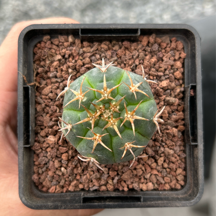 Gymnocalycium unguispinum