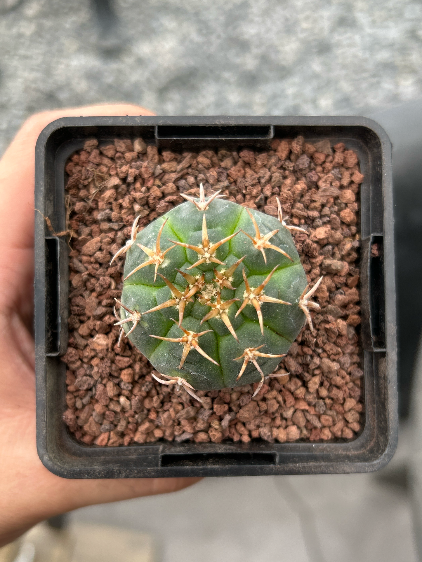 Gymnocalycium unguispinum