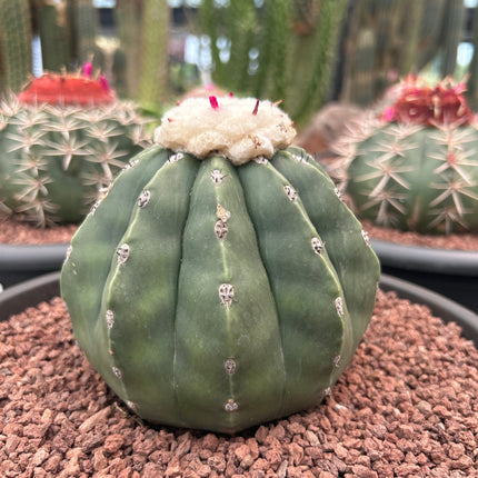 Melocactus maxonii inermis