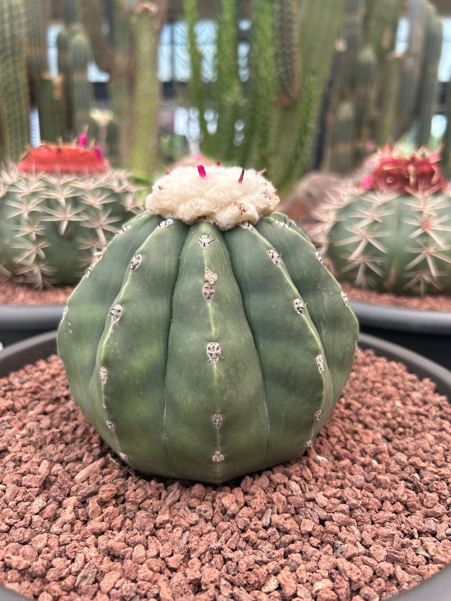 Melocactus maxonii inermis