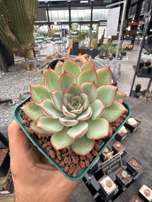 Echeveria pulidonis