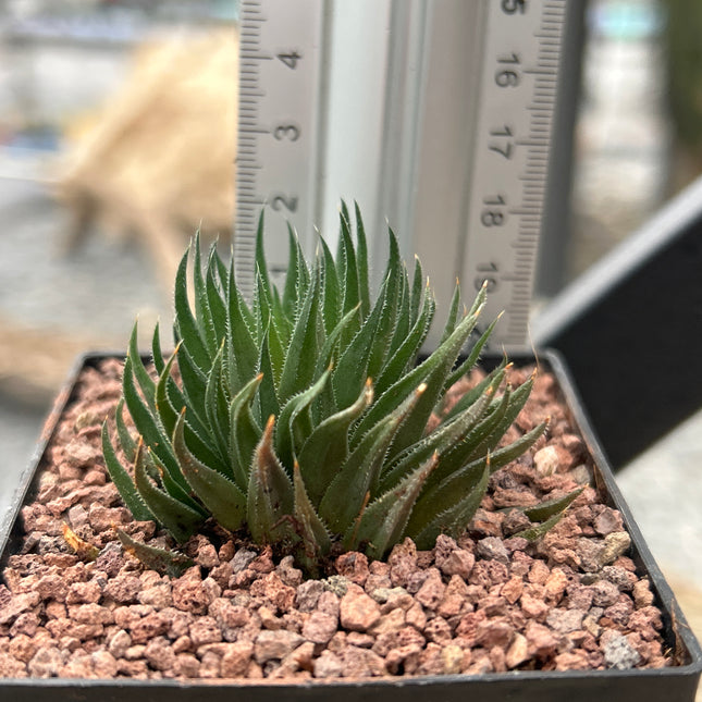Haworthia angustifolia var. albanensis