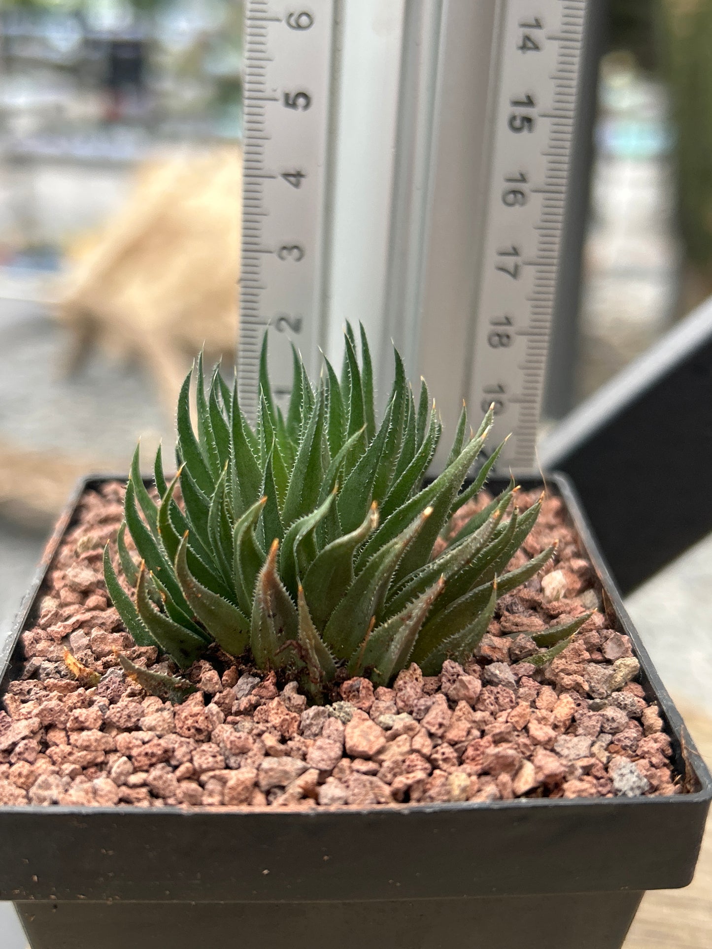 Haworthia angustifolia var. albanensis