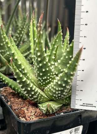 Tulista 'Carinata' (T. marginata x T. pumila)