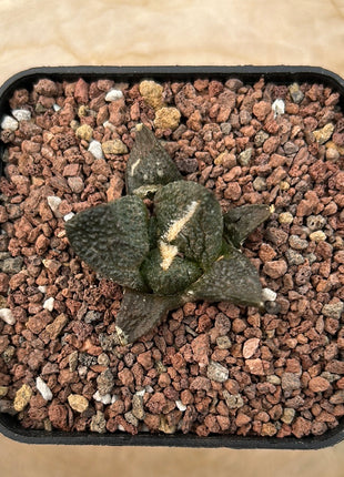 Ariocarpus fissuratus CITES P-IT-1004