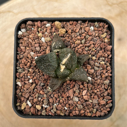 Ariocarpus fissuratus CITES P-IT-1004