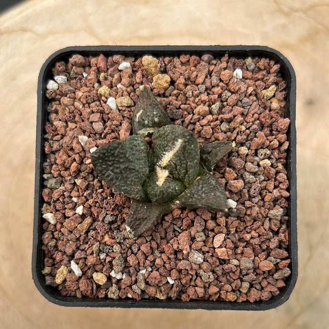 Ariocarpus fissuratus CITES P-IT-1004