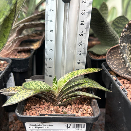 Gasteria bicolor var. Liliputaner