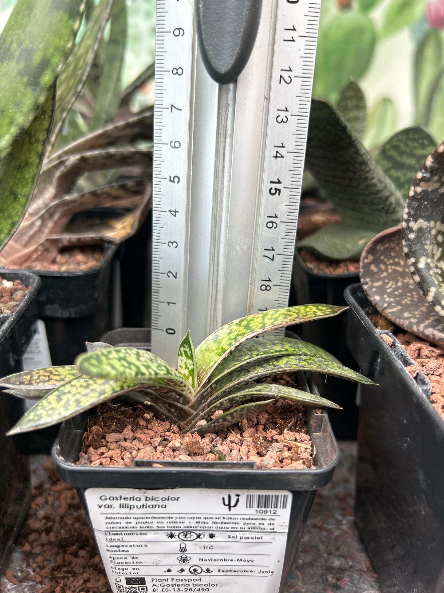 Gasteria bicolor var. liliputiana