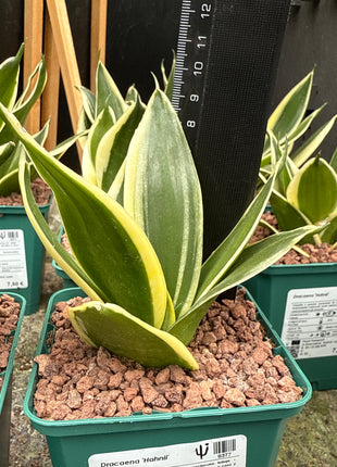 Dracaena (Sansevieria) hahnii „S“