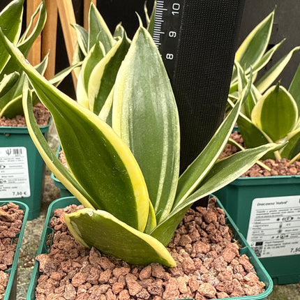 Dracaena 'Hahnii'