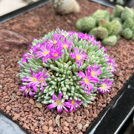 Zusammensetzung Aizoaceae + Fockea edulis