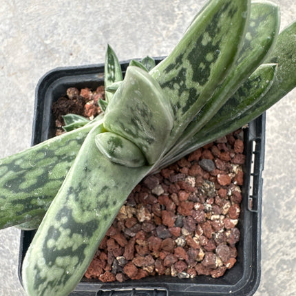 Gasteria bicolor var. fallax 'Sunset' | Gasteria hierba plateada de Albany