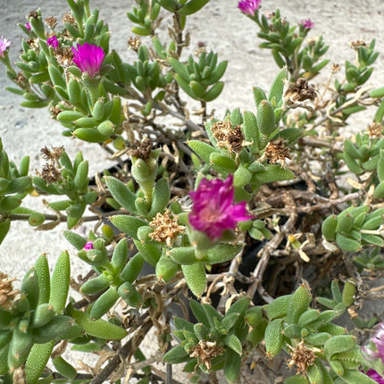 Trichodiadema marlothii | Diadema de flores rosas