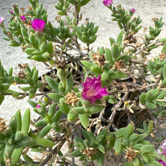 Trichodiadema marlothii | Diadema de flores rosas