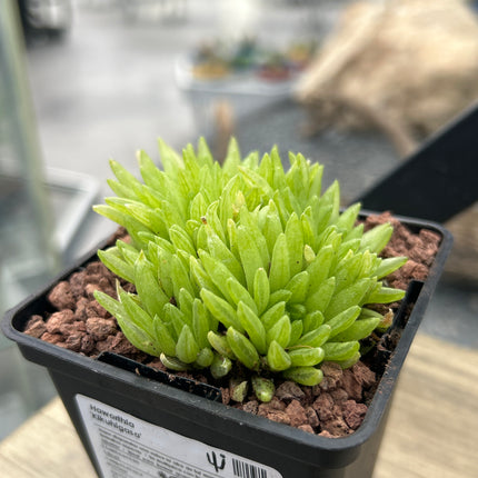 Haworthia 'Kikuhigasa'
