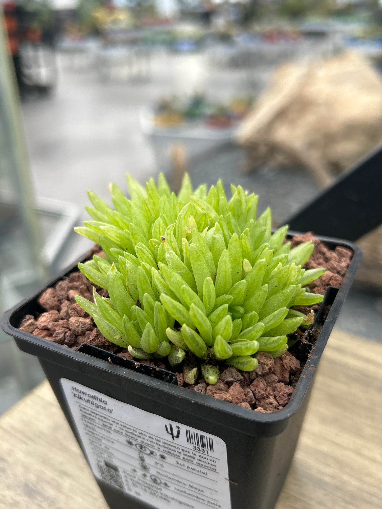 Haworthia 'Kikuhigasa'