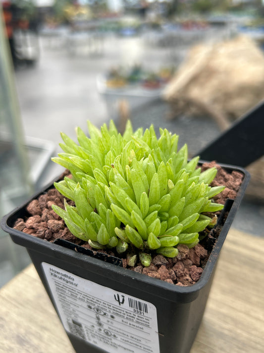 Haworthia 'Kikuhigasa'