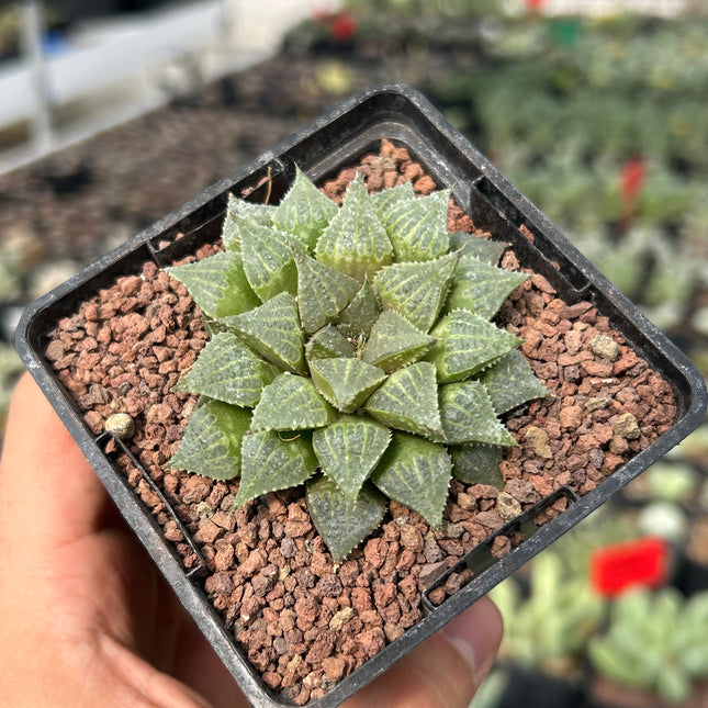 Haworthia multifolia IB16779