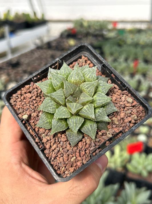 Haworthia multifolia IB16779