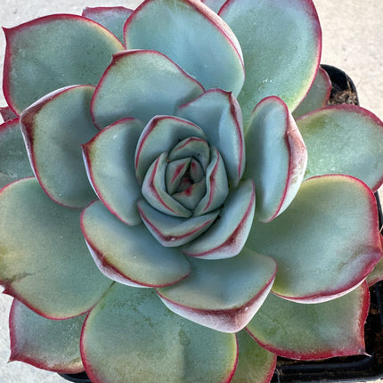 Echeveria 'Haruurara' | La Primavera encendida