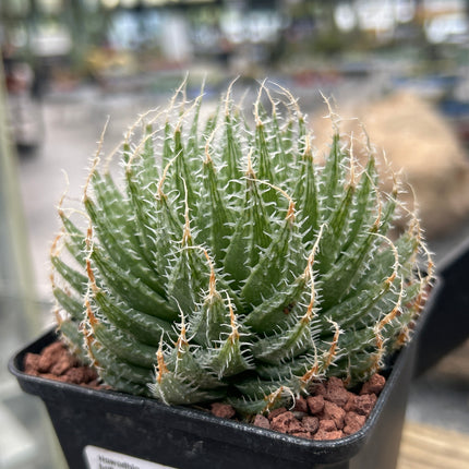 Haworthia batteniae