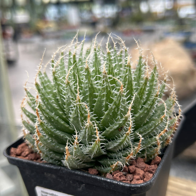 Haworthia batteniae