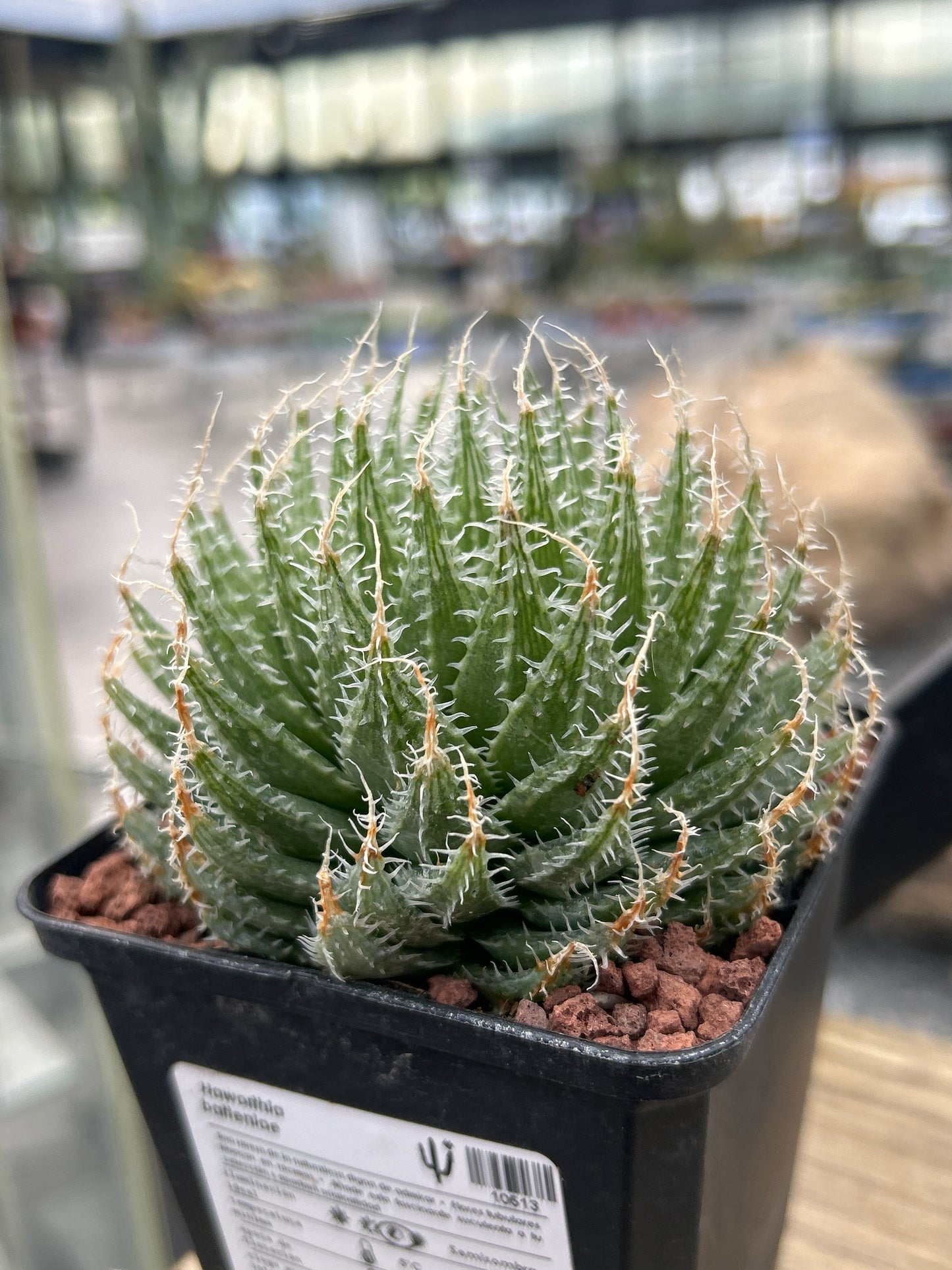 Haworthia batteniae