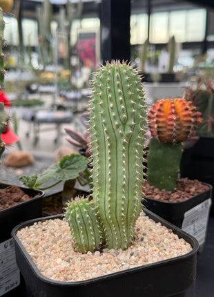 Hoodia gordonii