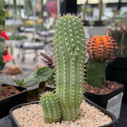 Hoodia gordonii