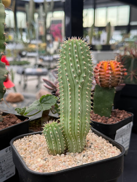 Hoodia gordonii
