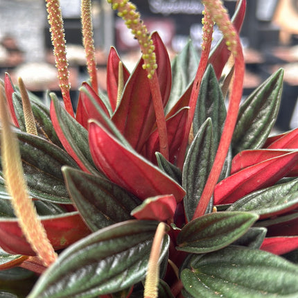 Peperomia ‘Rosso’