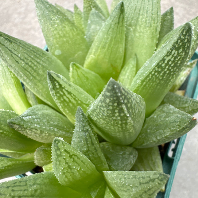 Haworthia suberecta var. suberecta | Olive mosaic Haworthia