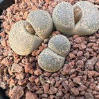 3 cabezas