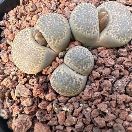 Lithops localis (ex. L. terricolor) C376