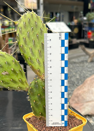 Opuntia 'Green shadows'