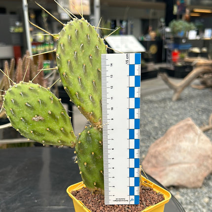 Opuntie 'Grüne Schatten'
