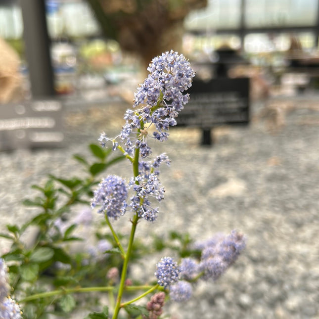 Ceanothis thyrsiflorus