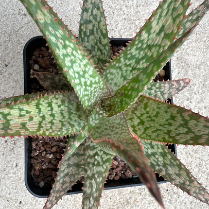 Aloe 'Piranha’ | Aloe híbrido de Larry Weisel-2014. Aloe Piraña de fuego