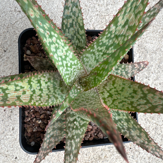 Aloe 'Piranha’ | Aloe híbrido de Larry Weisel-2014. Aloe Piraña de fuego