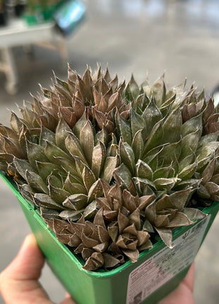 Haworthia batesiana var. reddii