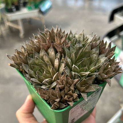 Haworthia batesiana var. reddii