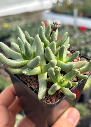 Herreroa brevifolia