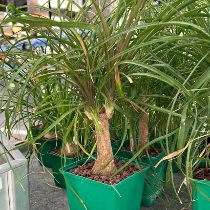 Beaucarnea recurvata “Pata de Elefante”