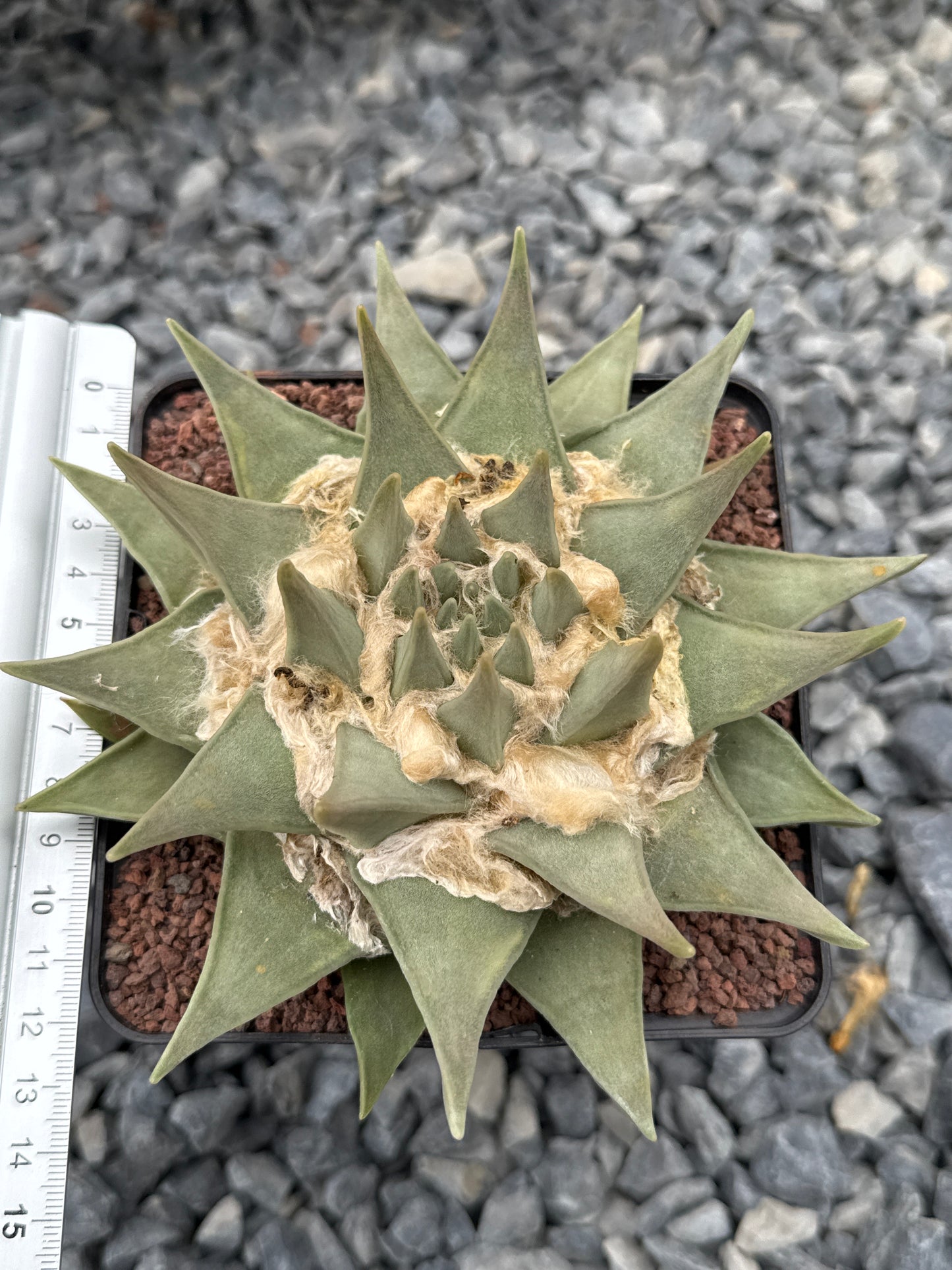 Ariocarpus trigonus CITES P-IT-1010